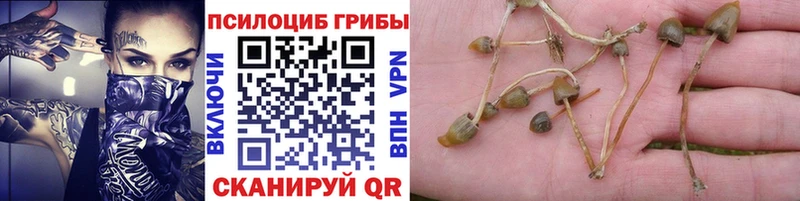 Псилоцибиновые грибы GOLDEN TEACHER  Коряжма 